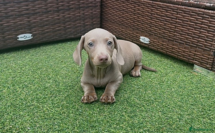 Miniature Dachshund dogs - Advert 10