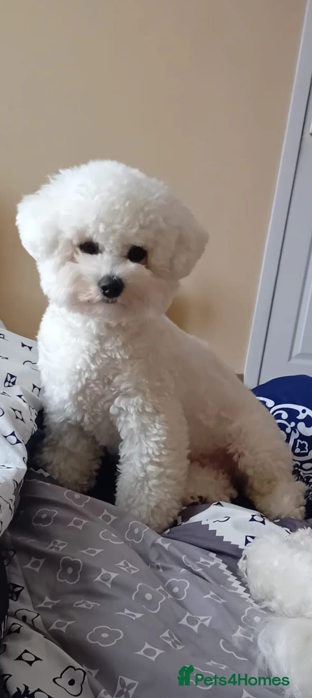 Bichon Frise dogs for sale: Bichon Frise 2 boys and 4 girls - Advert 1
