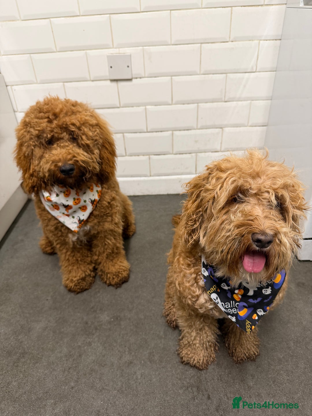 Cockapoo dogs for sale: Beautiful Red Cockapoo, Rehome (No Fault His Own) - Advert 3