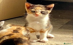 British Shorthair cats for sale: 4 British short hair kittens left Calico girls - Image 2