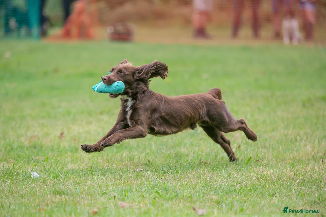 Cocker Spaniel dogs for stud: Cocker spaniel for stud extensively health tested  in Shrewsbury - Advert 31