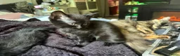 Mixed Breed cats for sale: Great selection of beautiful kittens - Advert 13