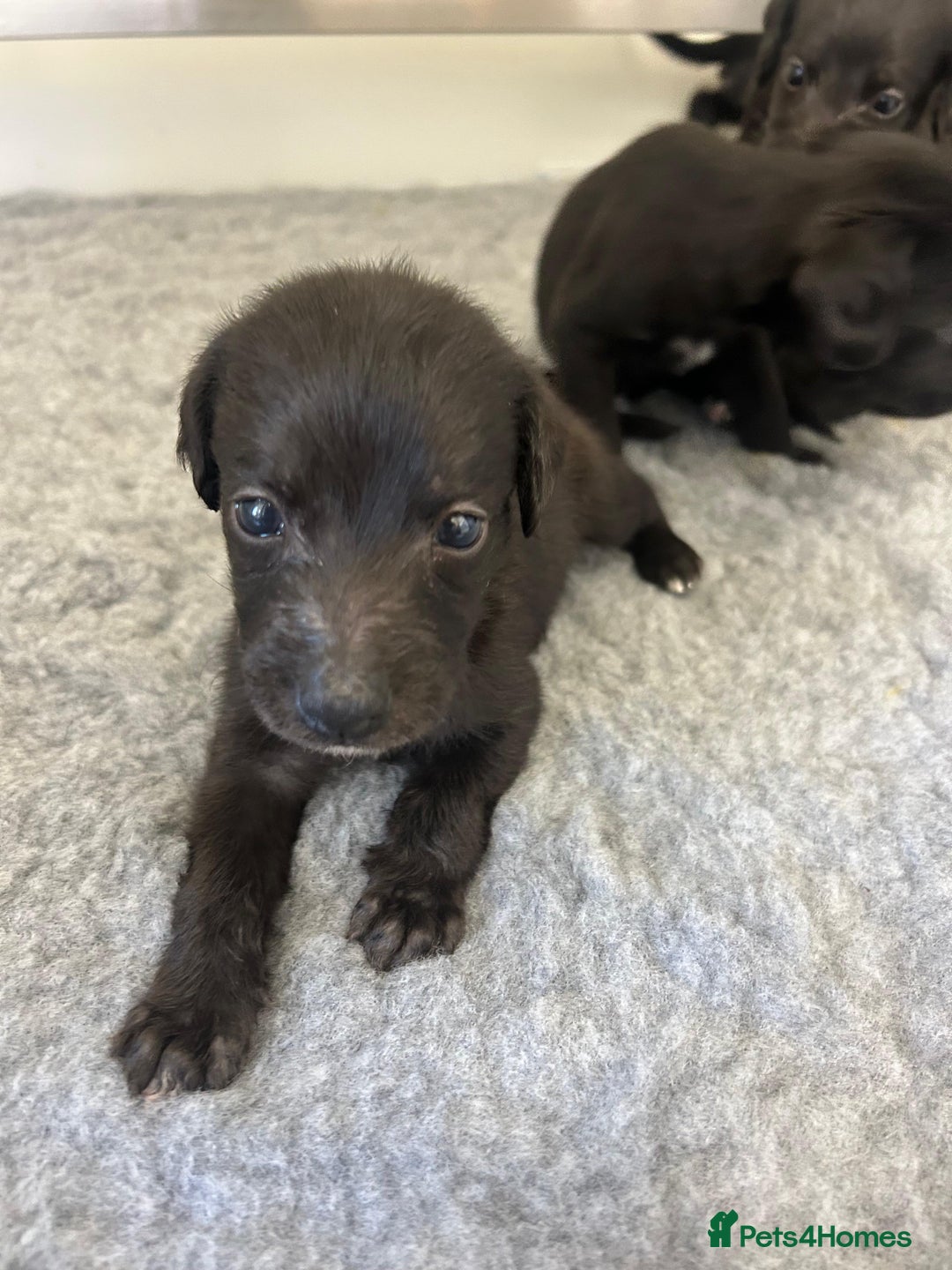 Mixed Breed dogs for sale: GENUINE BEDDY WHIPPETS 2 BOYS LEFT - Advert 9