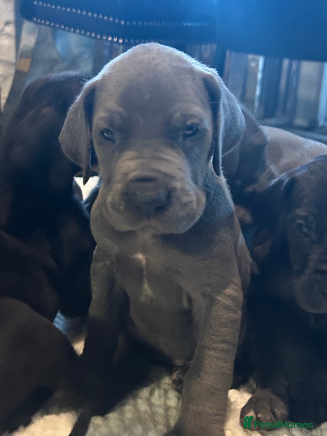 Great Dane dogs for sale: Stunning Great Dane Puppies  - Advert 7