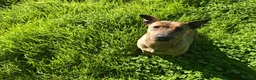 Mixed Breed dogs for adoption: Please Can You Offer Olivia a Home 🏠  - Advert 9