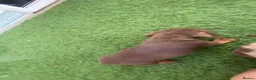 Miniature Dachshund dogs for sale: miniature dachshunds - Advert 7