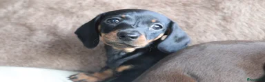 Miniature Dachshund 2