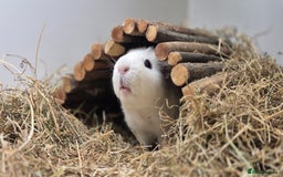 Guinea Pig rodents for sale: Bonded pair of boys - Image 3
