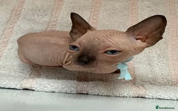 Sphynx cats for sale: Four beautiful Sphynx kittens for sale 🤍 - Image 13