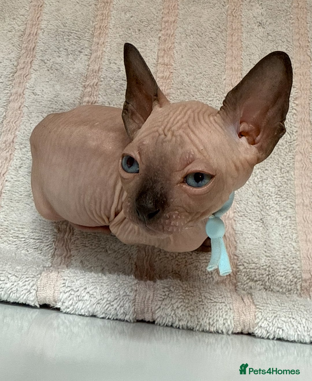 Sphynx cats for sale: Four beautiful Sphynx kittens for sale 🤍 - Image 13
