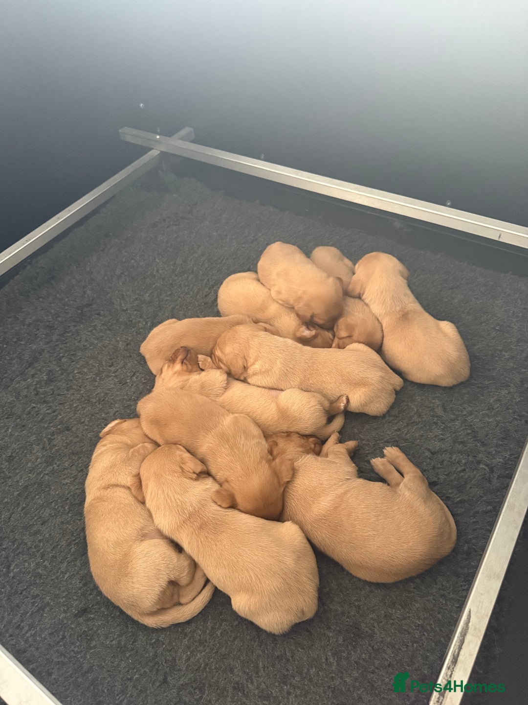 Labrador Retriever dogs for sale: Beautiful fox red puppies  - Advert 4
