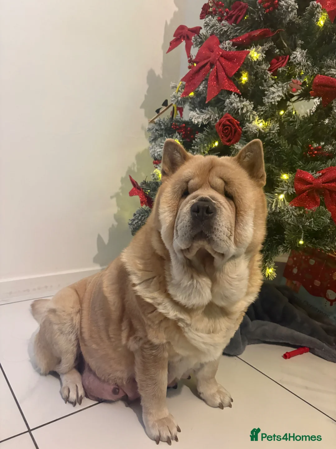 Chow Chow dogs for sale: Female fawn smooth coat chow chow  - Advert 1