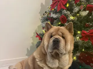 Chow Chow dogs Female fawn smooth coat chow chow - Advert 3