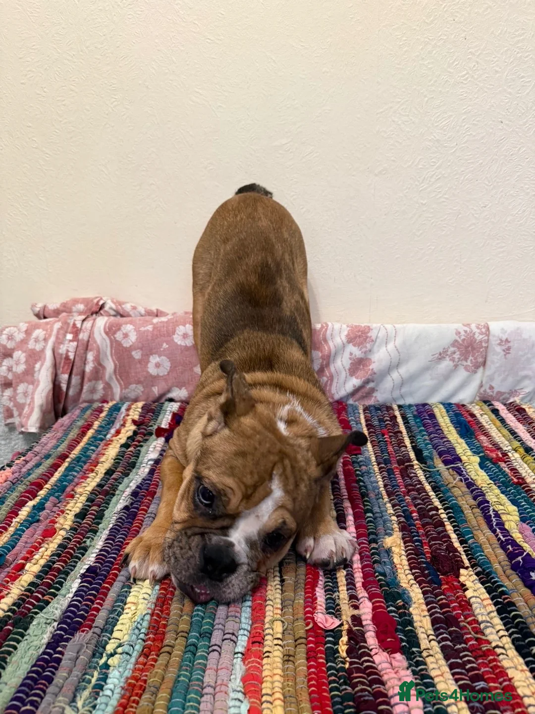 English Bulldog dogs for sale: Female English bulldog puppy  - Advert 14