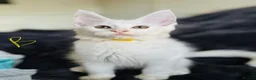 Maine Coon cats for sale: Mainecoons - Advert 6