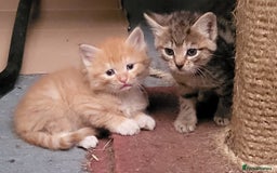 Mixed Breed cats for sale: Beautiful farm kittens  - Image 8