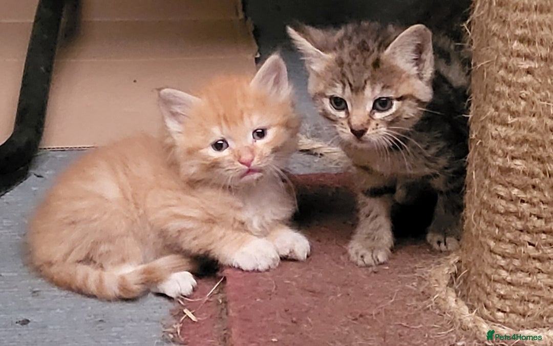 Mixed Breed cats for sale: Beautiful farm kittens  - Image 8