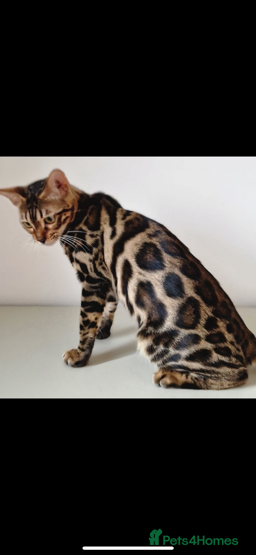 Bengal cats for sale: TICA registered bengal kittens available! - Advert 2