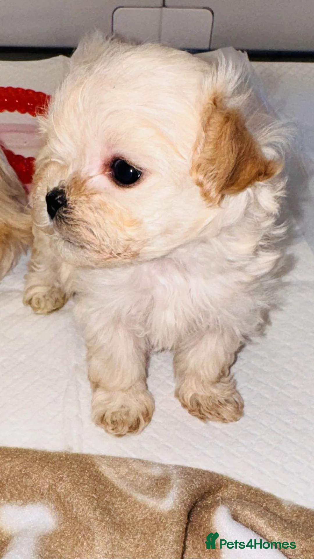Maltipoo dogs for sale: Tiny Maltipoo Puppies  Loving Forever Home in Reading - Advert 9