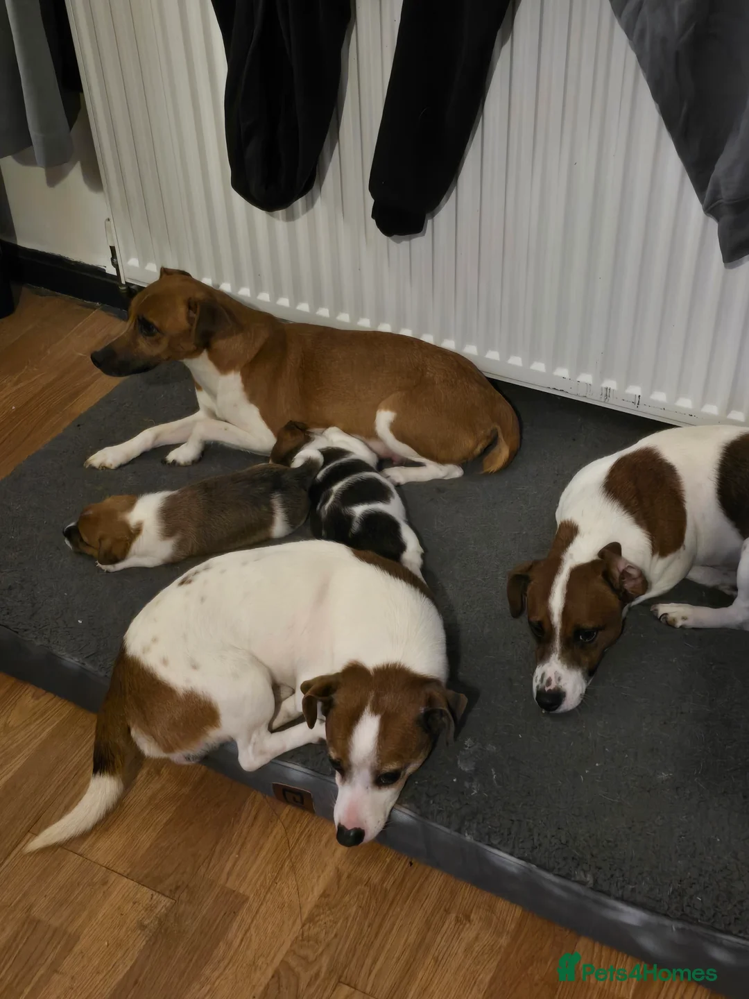 Mixed Breed dogs for sale: Jack Russel x Plummer Terrier in Wooler - Advert 2