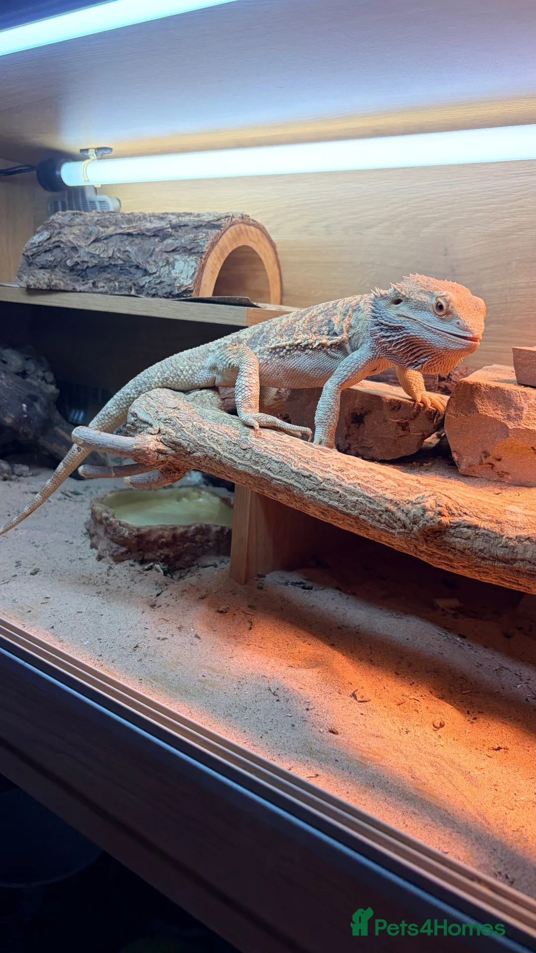 Bearded Dragon reptiles for sale: Bearded dragon for sale  in Thornton-Cleveleys - Advert 2