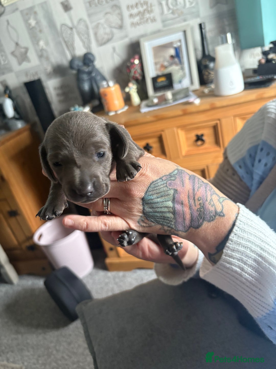 Dachshund dogs for sale: Miniature Dachshund  - Image 6