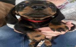 Dachshund dogs for sale: Dachshund puppy’s for sale  - Image 7