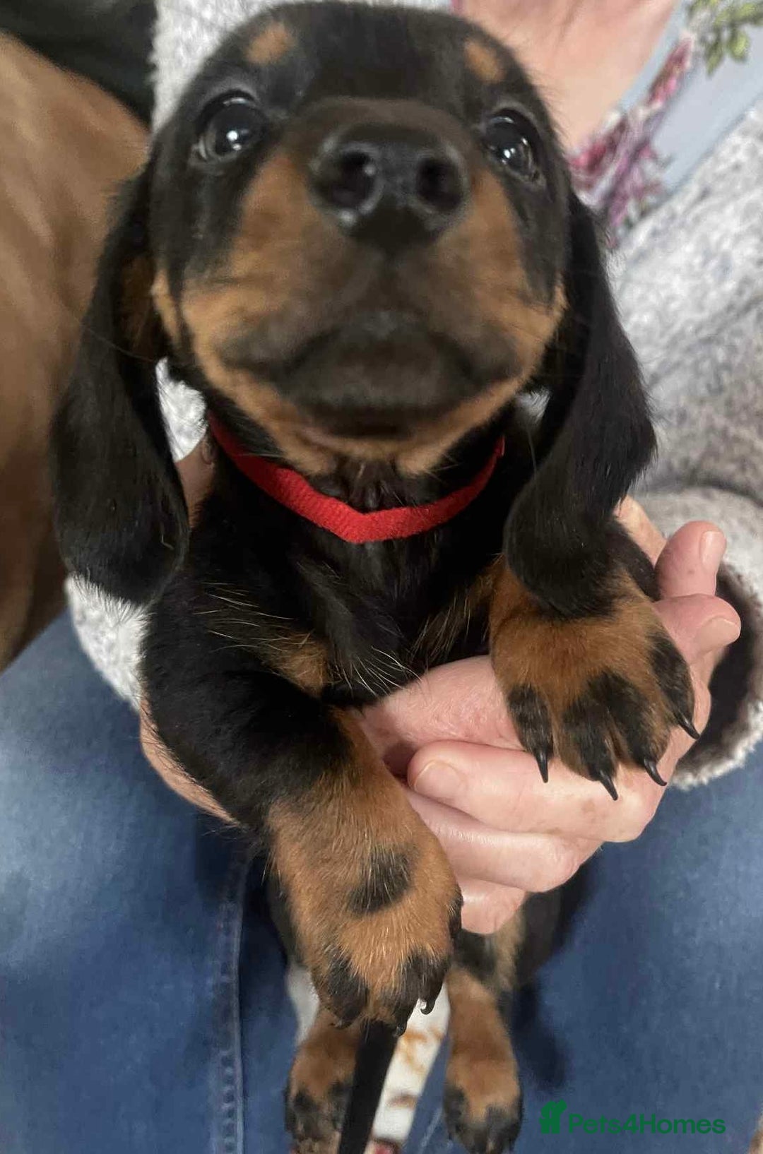Dachshund dogs for sale: Dachshund puppy’s for sale  - Image 7