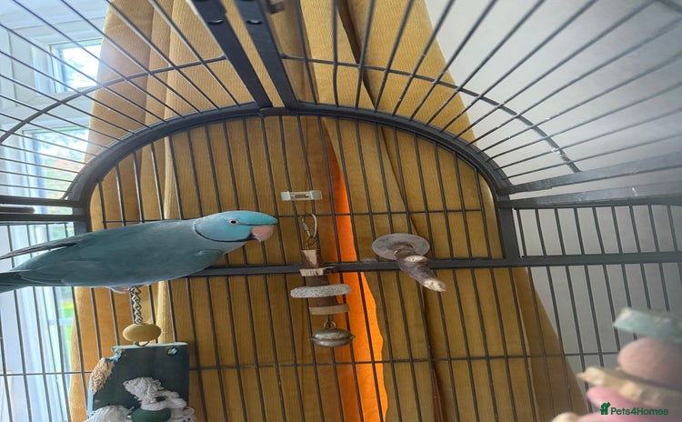 Parakeets birds - Advert 1