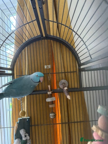 Parakeets birds - Advert 9