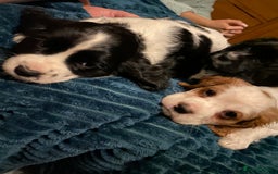 Cockalier dogs for sale: Beautiful little boys  - Image 5