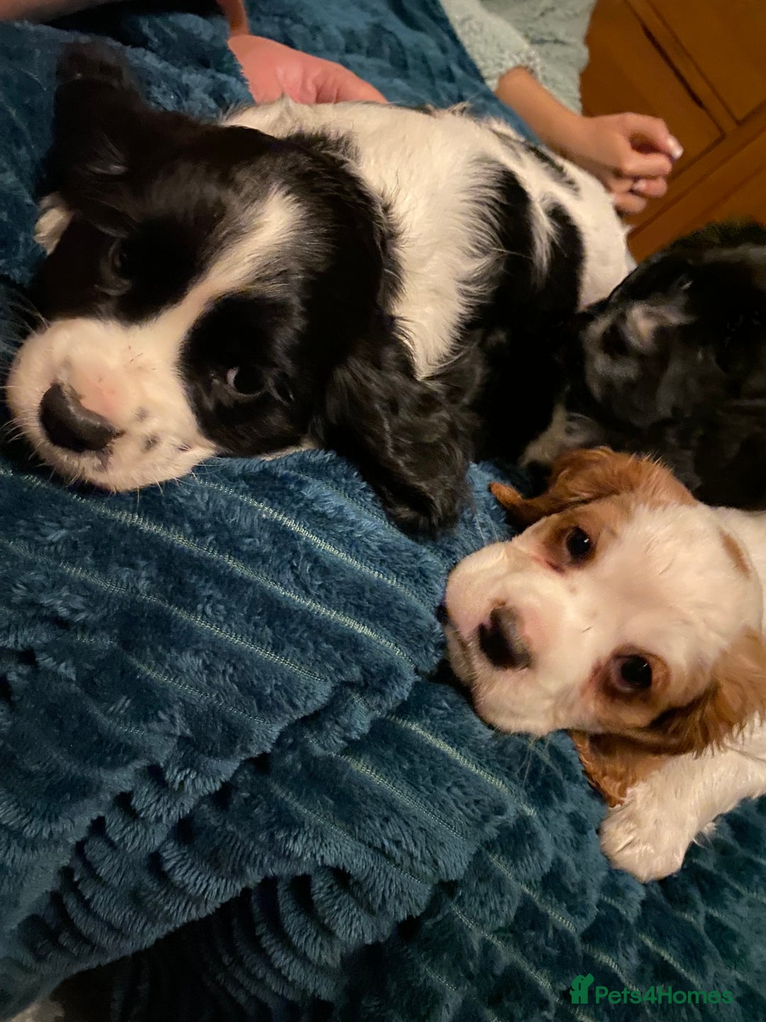 Cockalier dogs for sale: Beautiful little boys  - Image 5