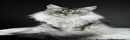Maine Coon cats for sale: Violet - Stunning High Silver Smoke  - Advert 9
