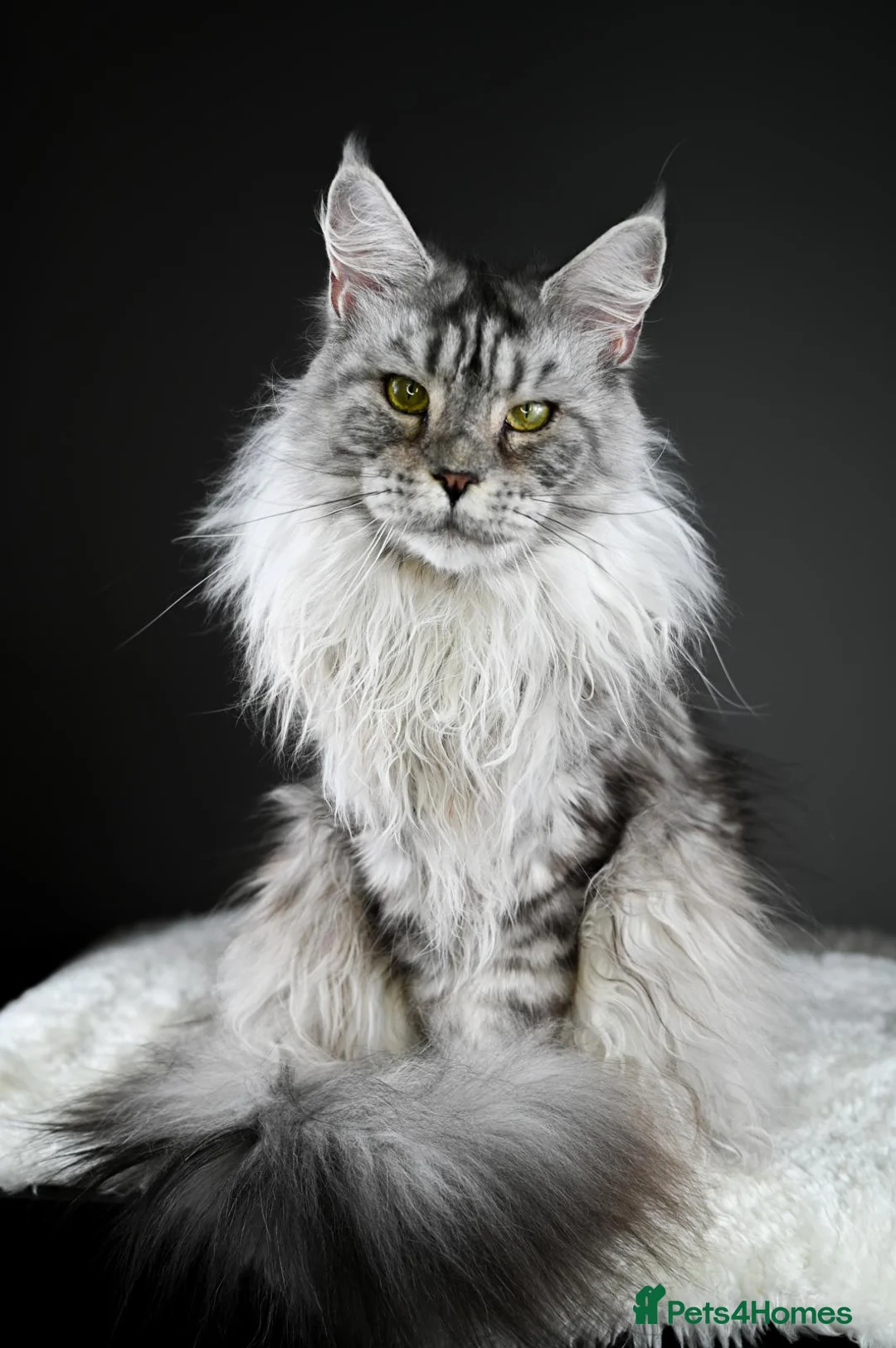 Maine Coon cats for sale: Violet - Stunning High Silver Smoke  - Advert 9