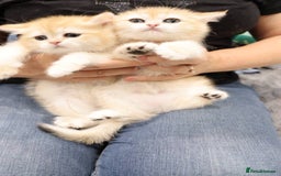British Shorthair cats for sale: Champion Bloodlines BSH kittens  - Image 26