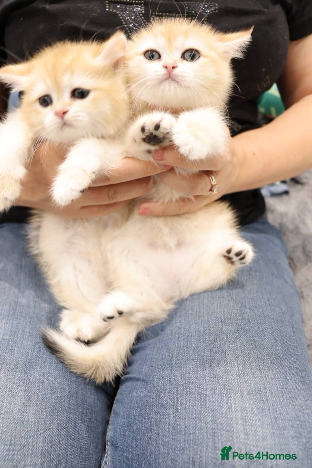 British Shorthair cats for sale: Champion Bloodlines BSH kittens  - Image 26