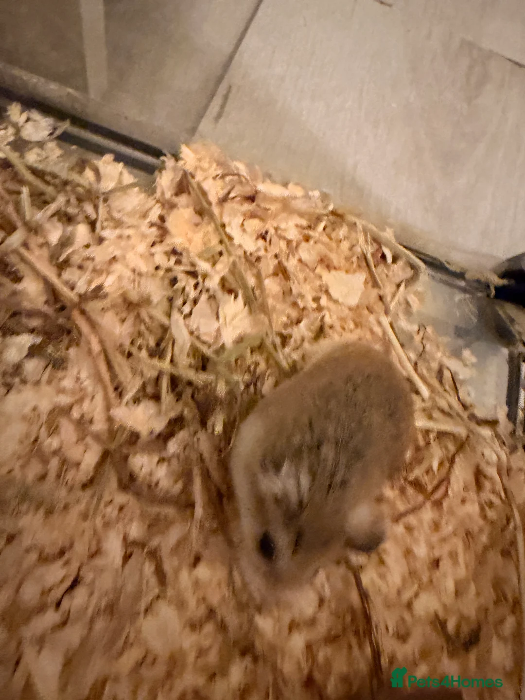 Hamster rodents for sale: Young, cute Roborovski dwarf hamster - Advert 2