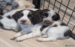 Cocker Spaniel dogs for sale: 2 x BOYS - KC Reg Working Cocker Spaniels - Image 2