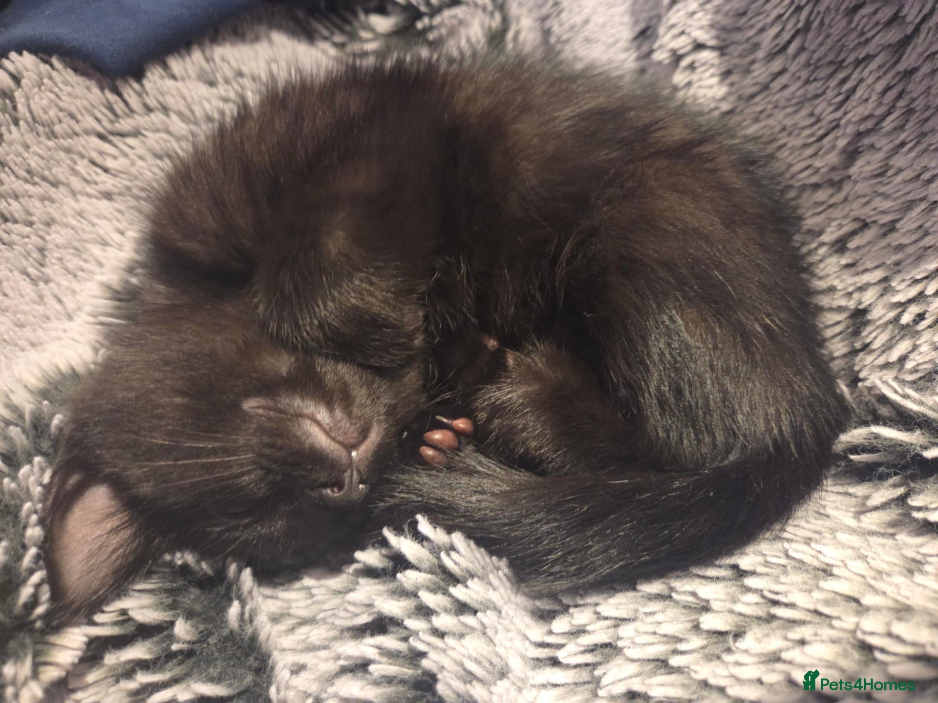 Mixed Breed cats *1 LEFT* 3 fluffy kittens for sale - Advert 1
