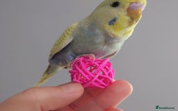 Budgerigars birds for sale: Hand reared silly tame baby budgies  - Image 17