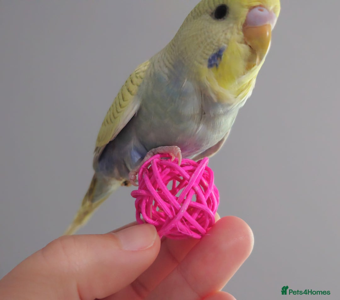 Budgerigars birds for sale: Hand reared silly tame baby budgies  - Image 17