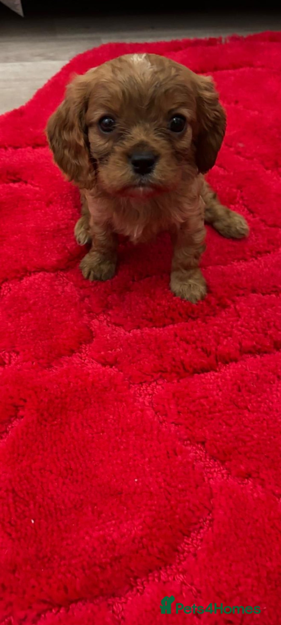 Cavalier King Charles Spaniel dogs for sale: Cavalier King charlies - Advert 4