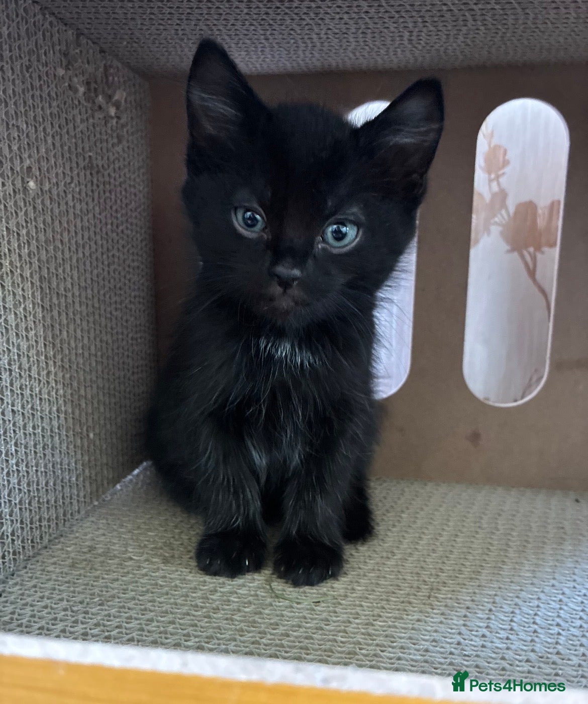 Mixed Breed cats 4 Beautiful Kittens - Advert 12