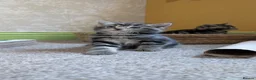 Mixed Breed cats for sale: 3 Gorgeous Tabby Kittens  in Ashford - Advert 5
