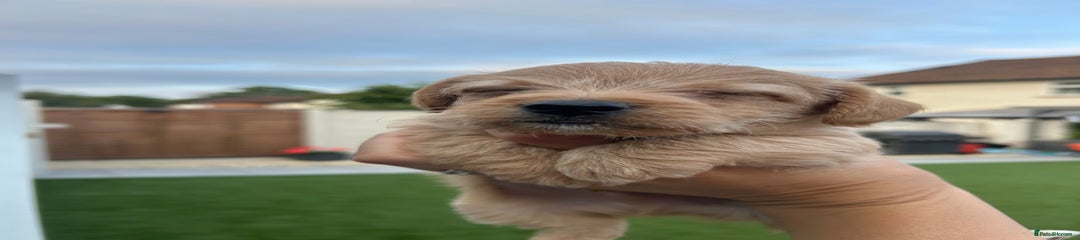 Jackapoo Puppy 3