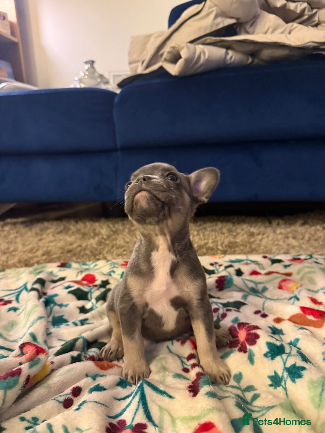 French Bulldog dogs for sale: French bulldog puppies  - Advert 4