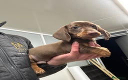 Miniature Dachshund dogs for sale: Miniature dachshunds ready for loving homes  - Advert 5