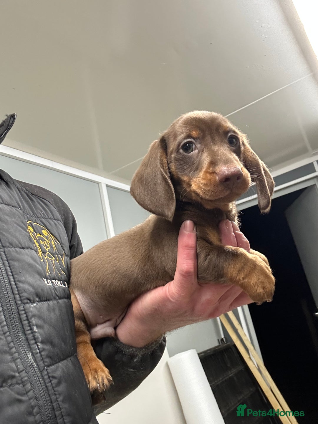Miniature Dachshund dogs for sale: Miniature dachshunds ready for loving homes  - Advert 5