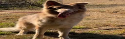 German Shepherd dogs for sale: German shepherd adult male  - Advert 5