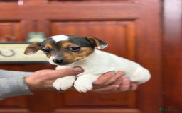 Jack Russell dogs for sale: Jack Russell short legged puppies  - Advert 9